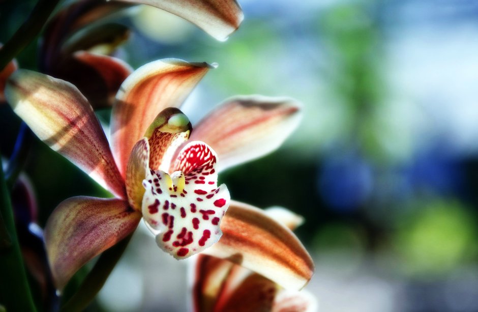 Кинабалу Орхидея