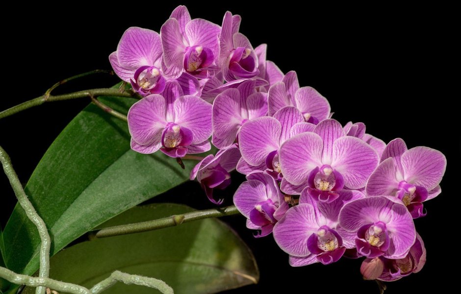 Тропические цветы орхидеи