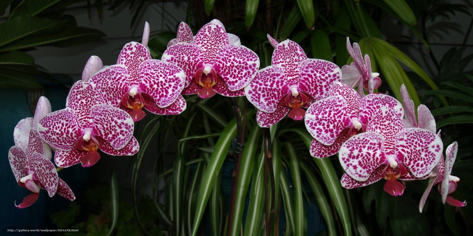 Орхидея бородатка японская