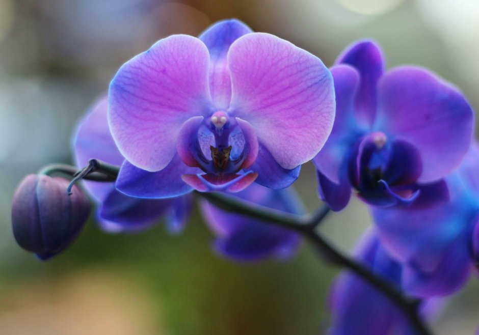 Орхидея Колибри Каталина