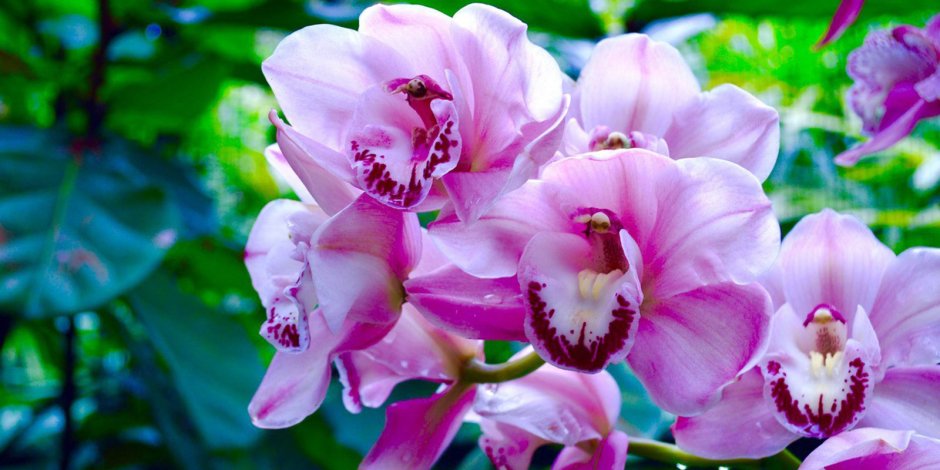 Орхидеи в Аптекарском огороде 2021