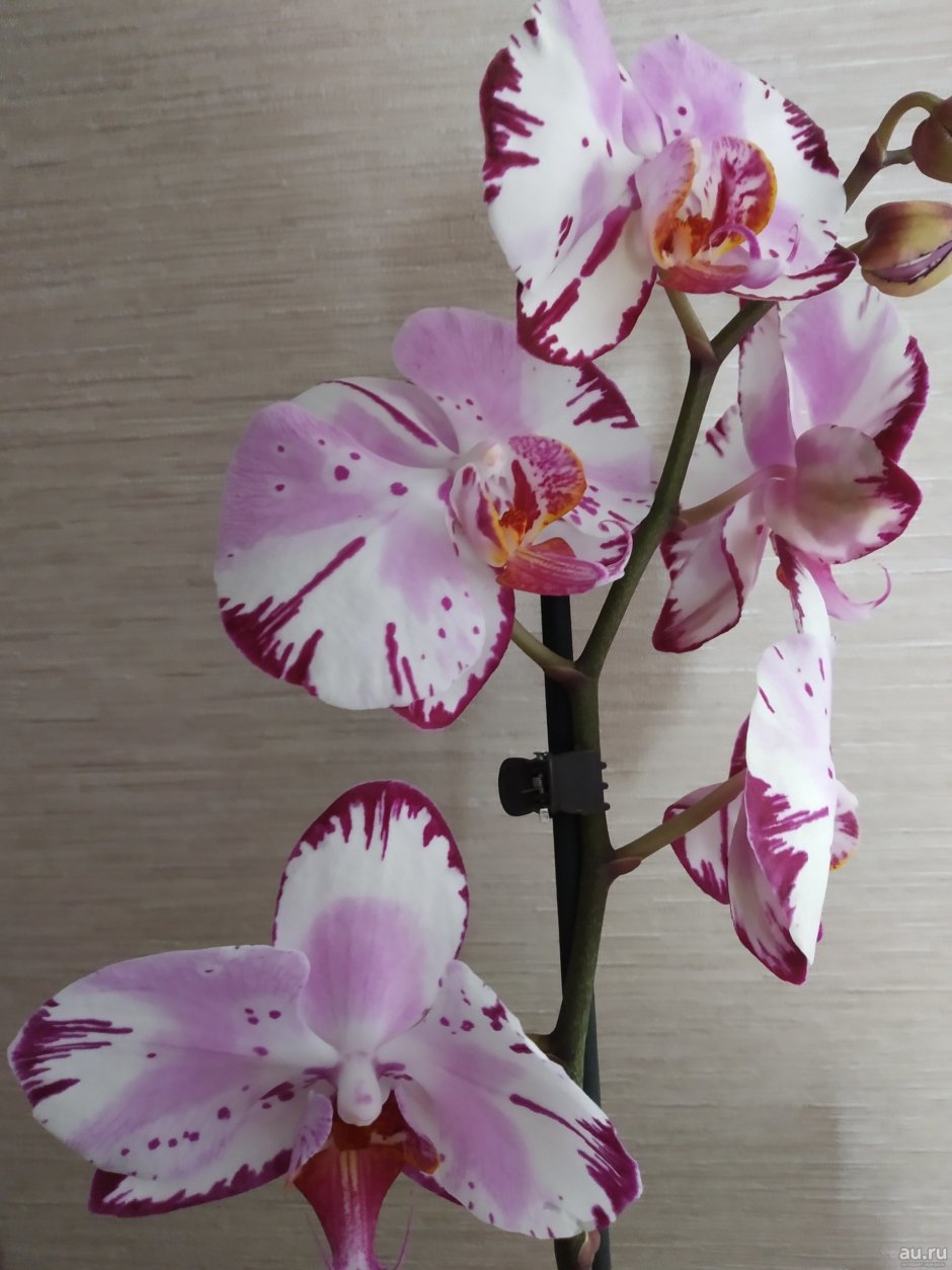 Орхидея Лотте