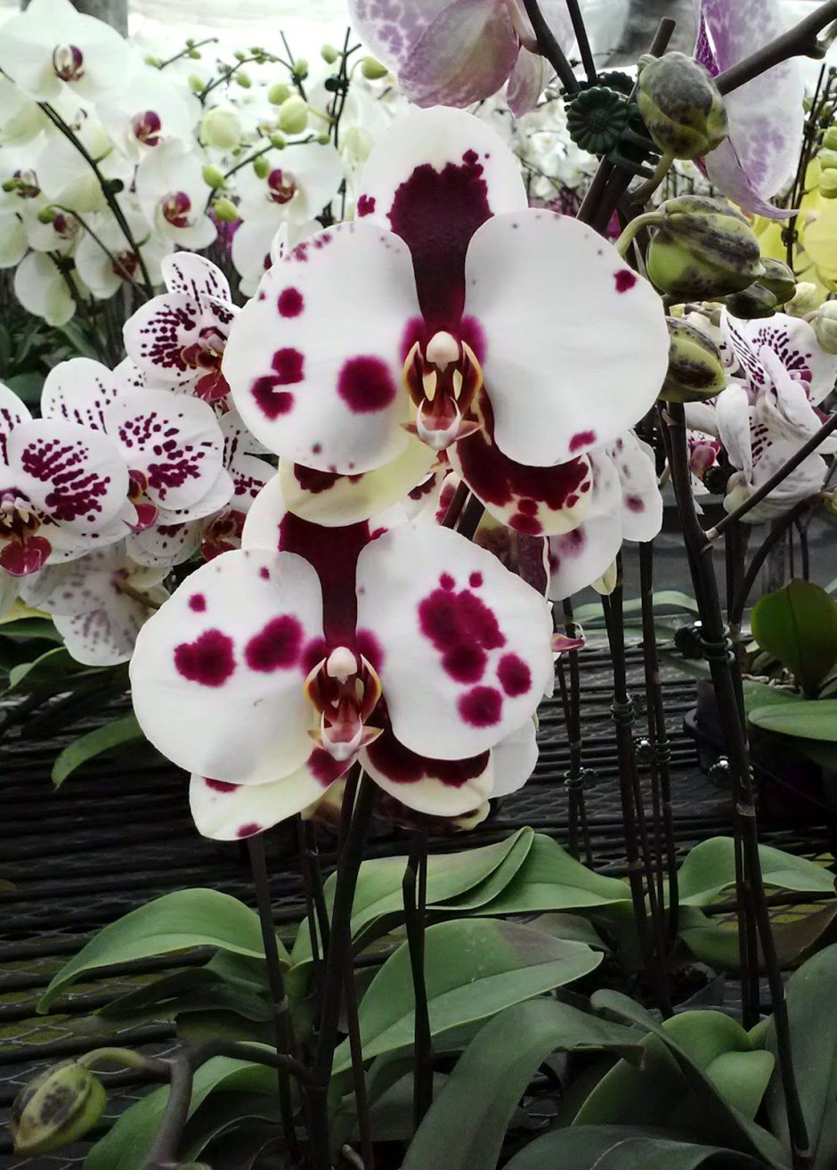 Орхидея фаленопсис Келлион