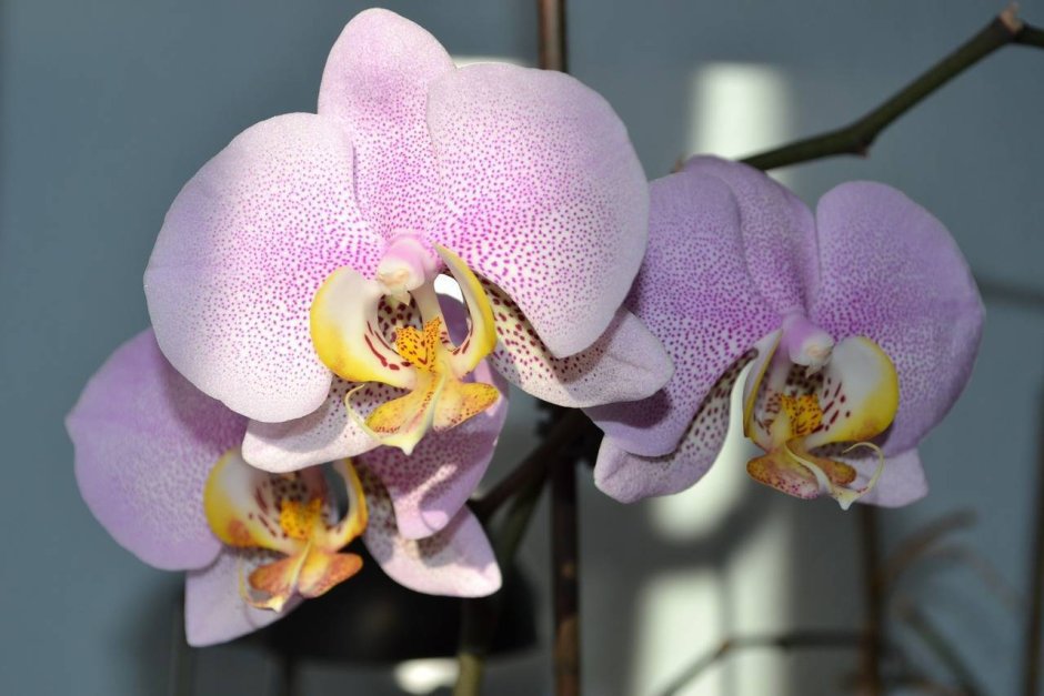 Пандора Орхидея фаленопсис
