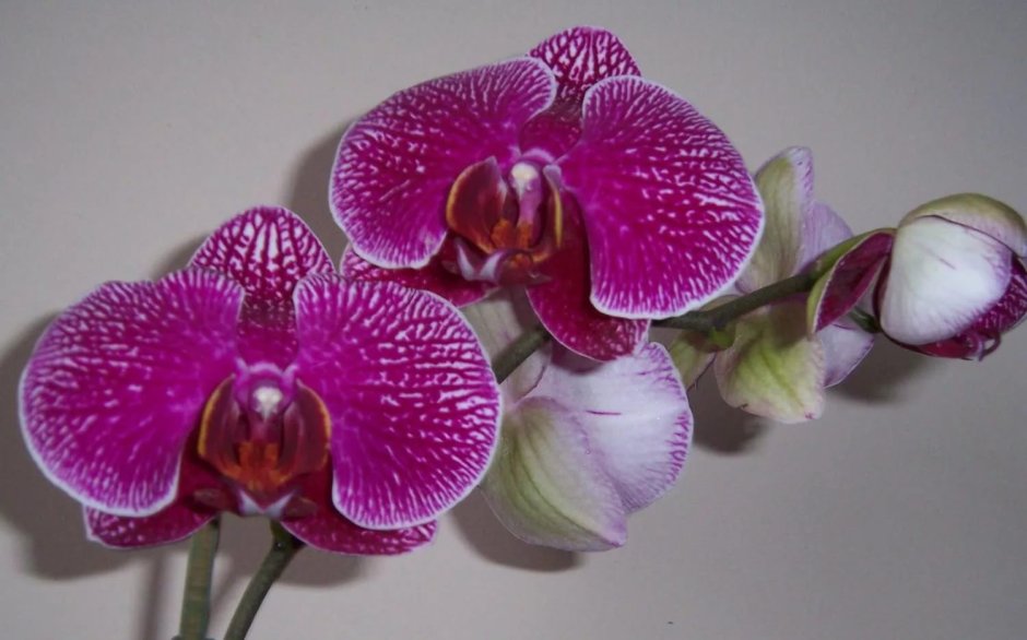 Орхидея фаленопсис Орлеан