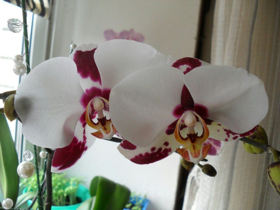 Орхидея Клеопатра бабочка