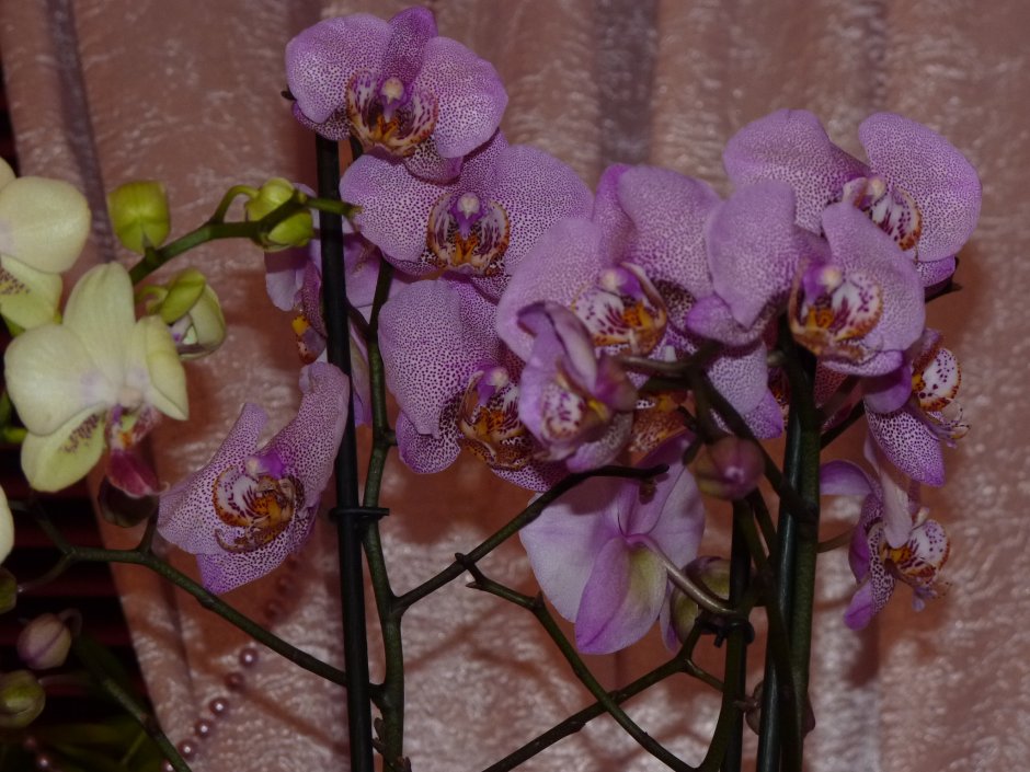 Орхидея сорт Манхеттен