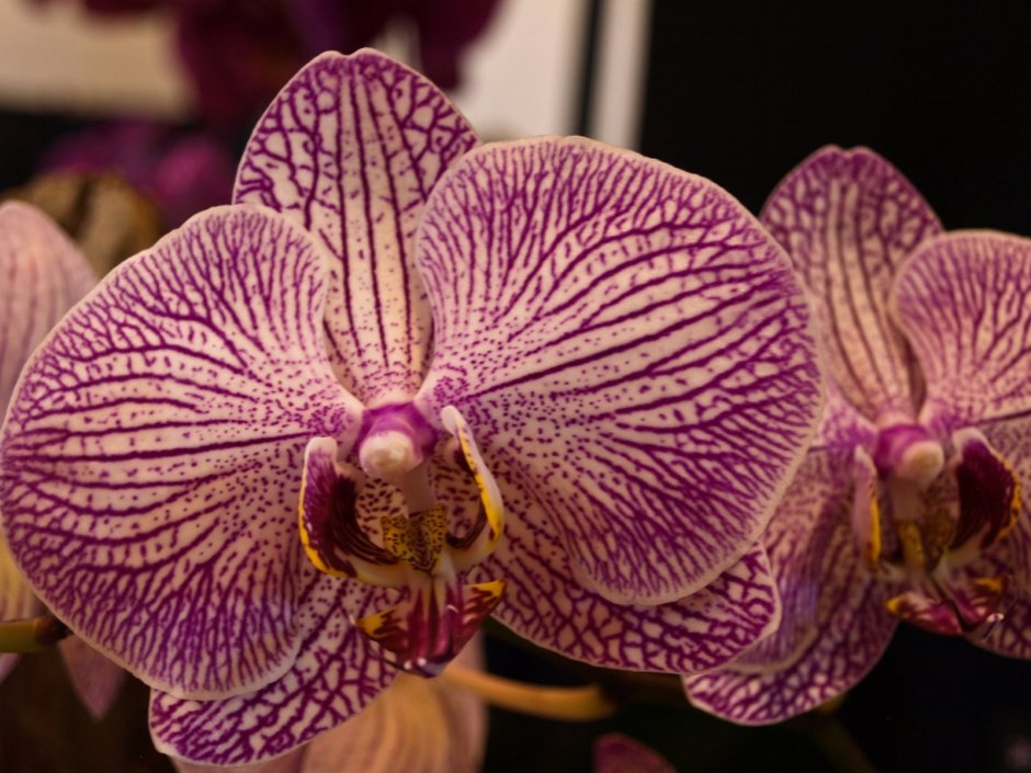 Орхидеи для любимой