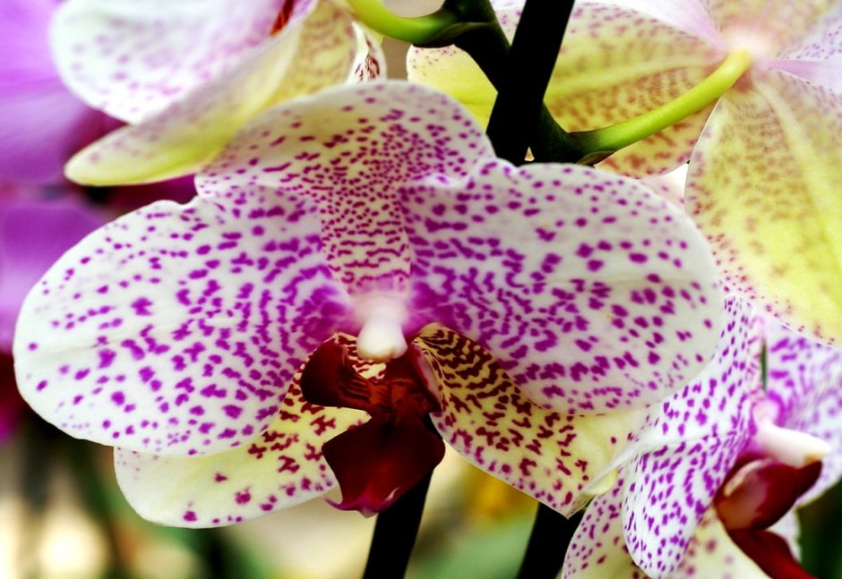 Орхидея фаленопсис Голден Ривер