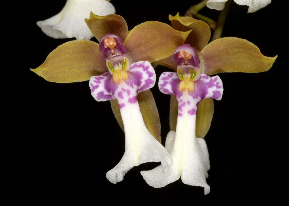 Серединка орхидеи фаленопсис