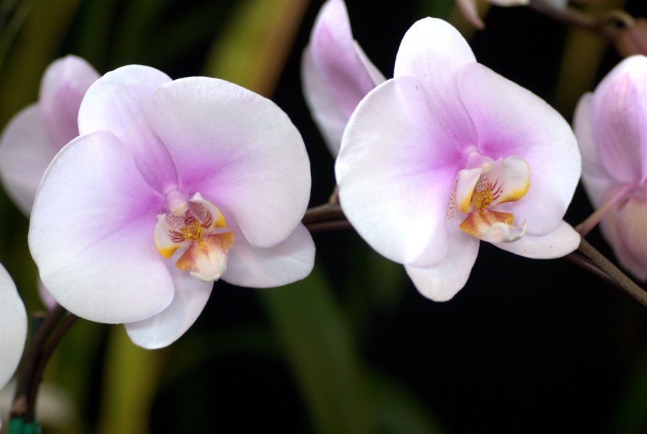 Орхидея целогина Coelogyne fimbriata