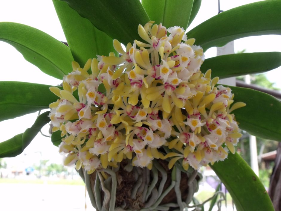Орхидея Oncidium jonesianum
