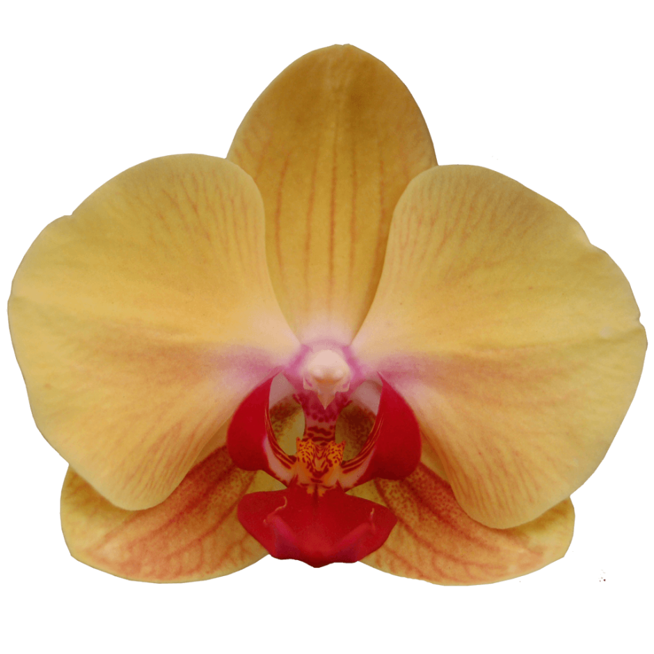 Орхидея Менкар