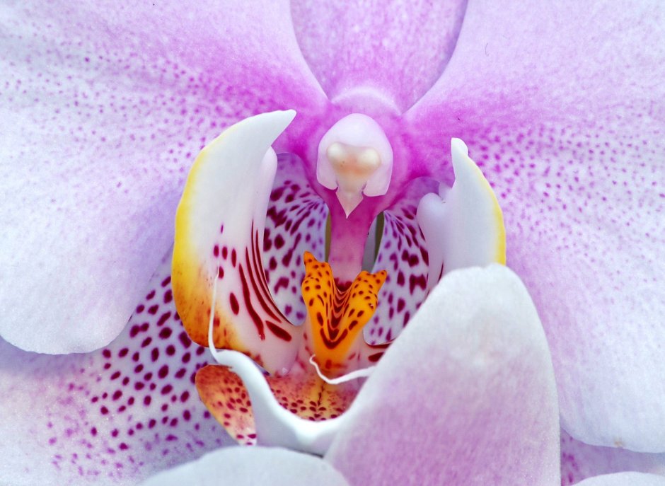 Розовые орхидеи на голубом фоне