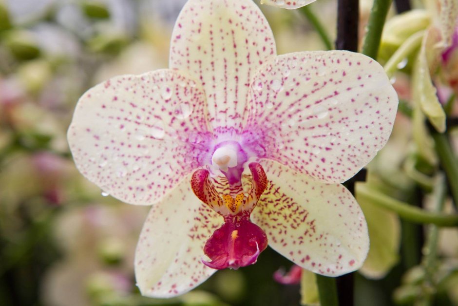 Орхидея фаленопсис Альмерия