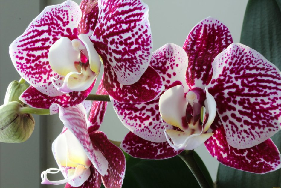 Орхидея срез