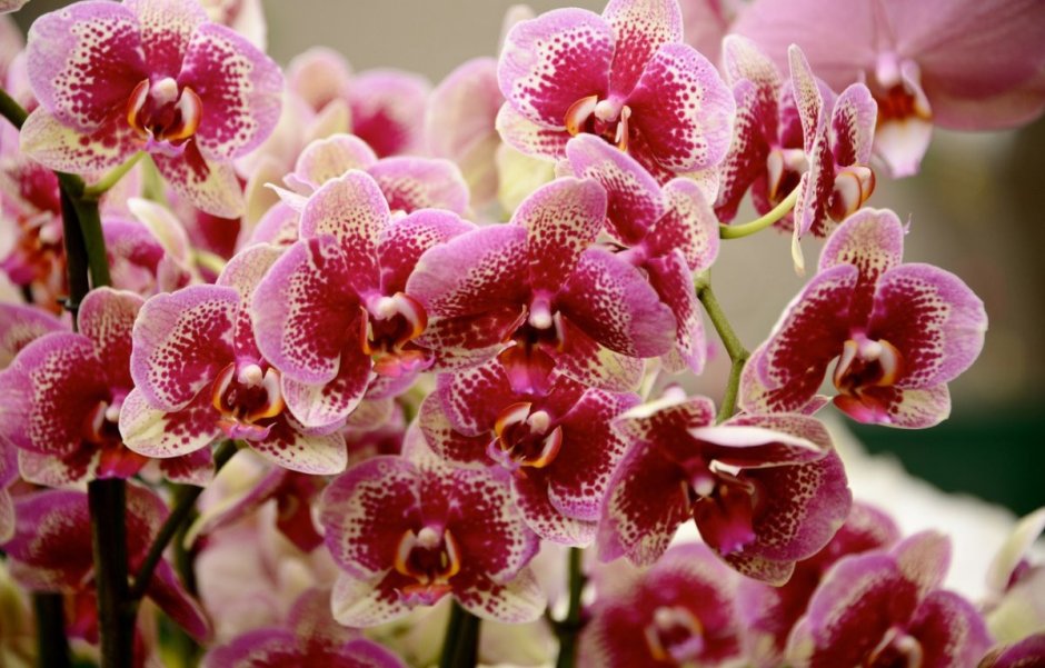 Орхидея фаленопсис Alabaster