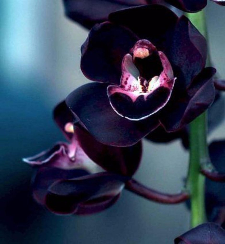 Черная Орхидея Легенда
