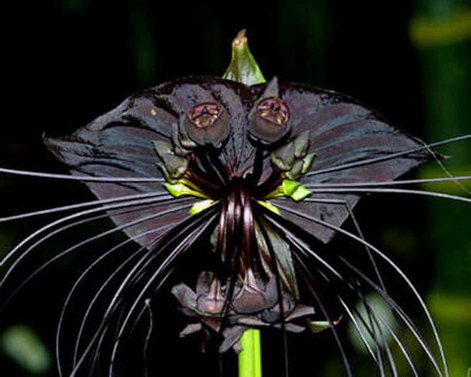 Радужная Орхидея фаленопсис