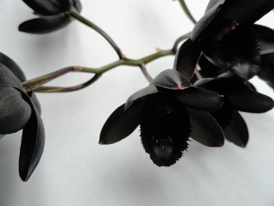 Темная Орхидея (Dark Orchid)