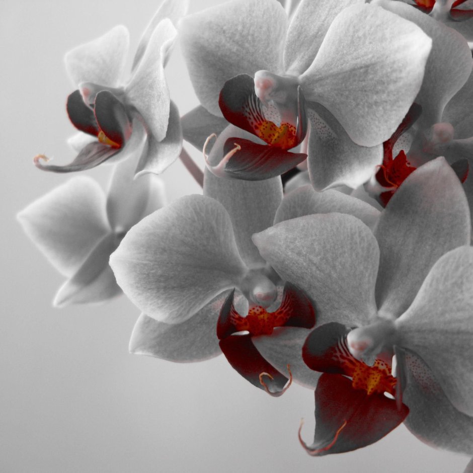 Чёрная Орхидея цветок