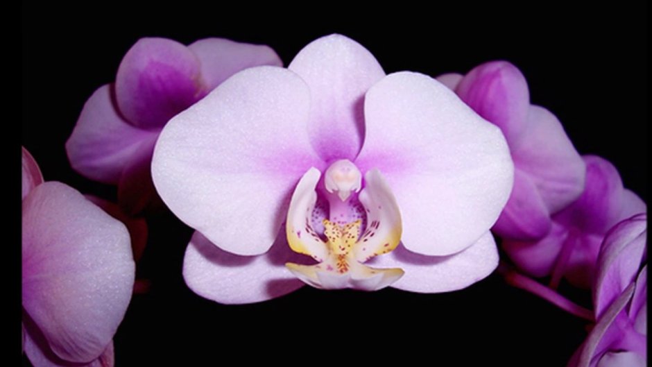 Черная Орхидея в природе