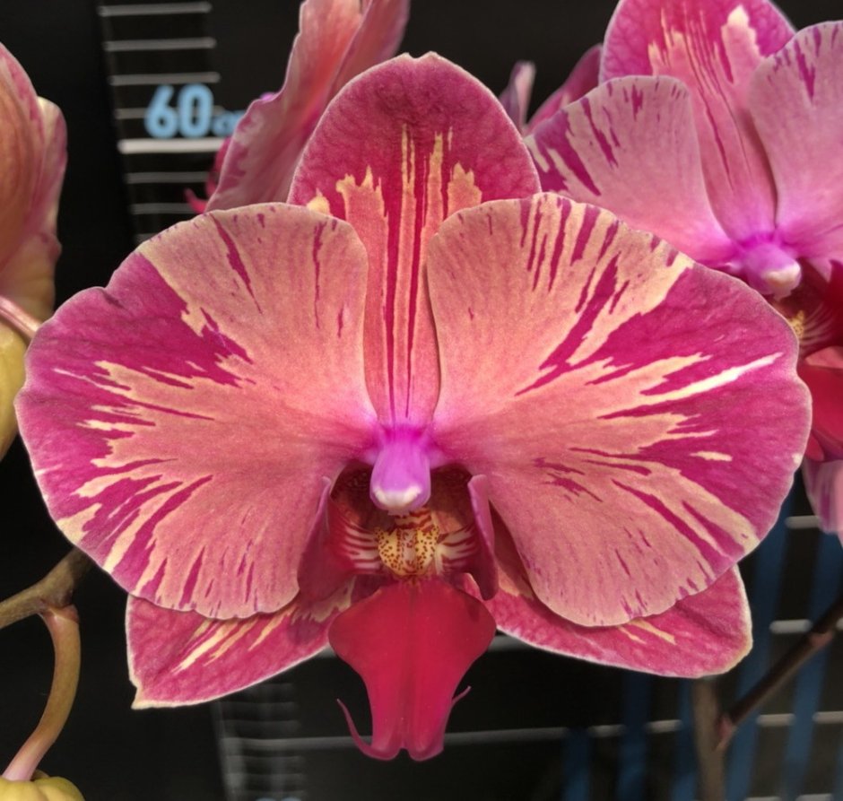 Орхидея луисвилль