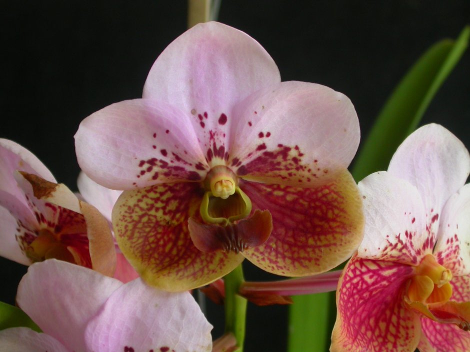 Орхидея Ванда sanderiana