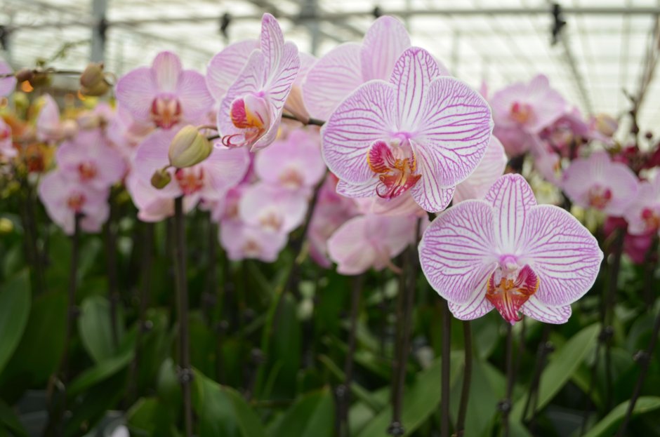 Орхидея Гаага