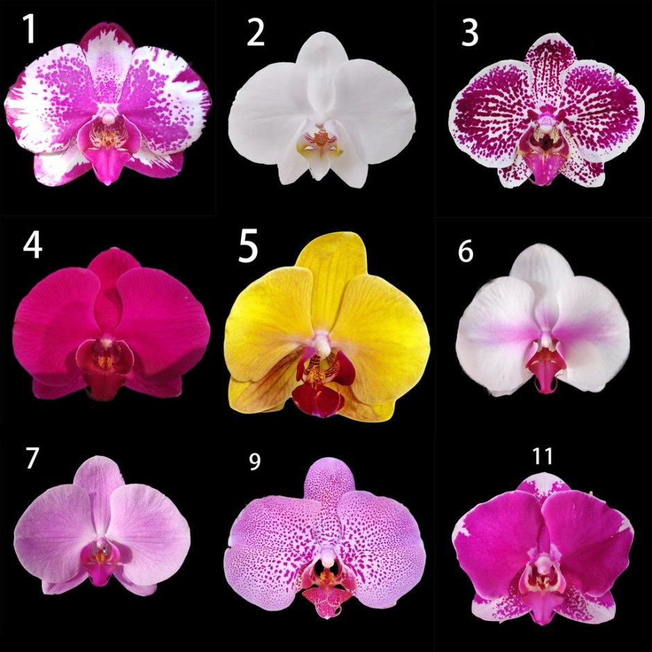 Орхидея Мальва фаленопсис
