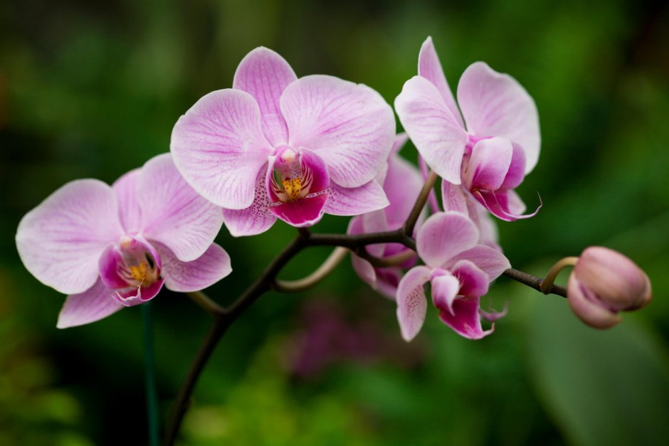 Орхидеи Ломоносов