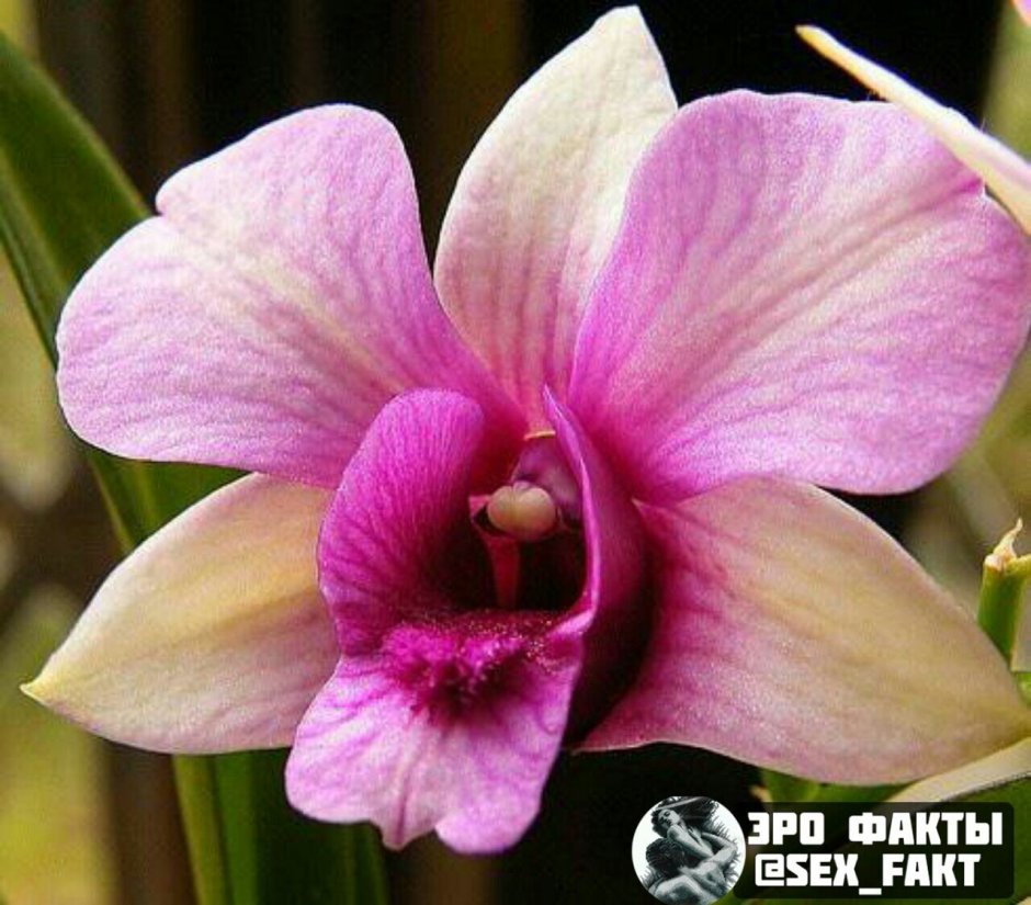 Орхидея похожая на вагину