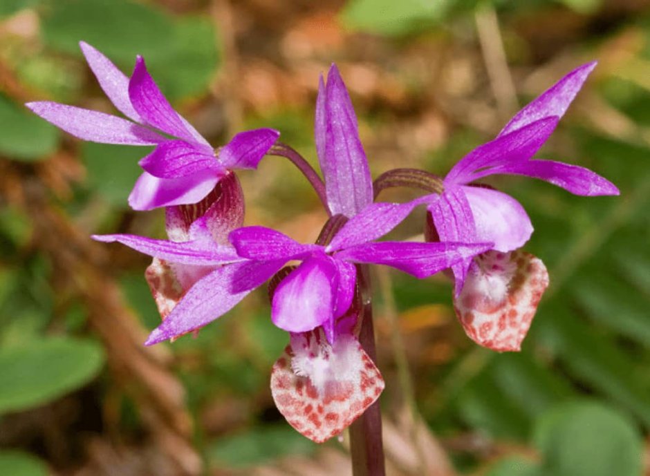 Орхидеи северо запада