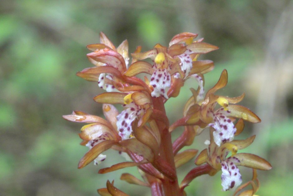 Орхидея Ладьян трехнадрезный