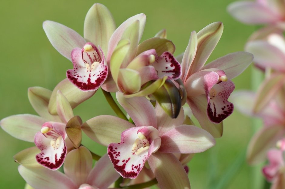 Дикая Орхидея Цимбидиум