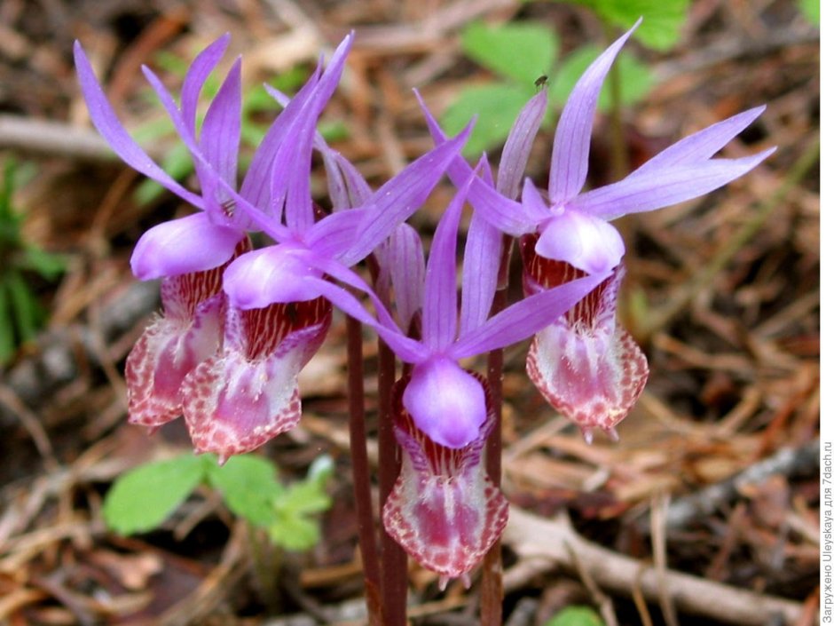 Орхидея Офрис Кавказская
