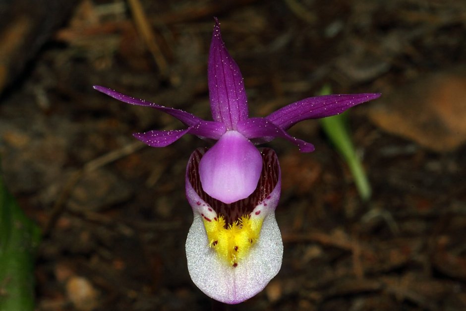 Северная Орхидея Калипсо