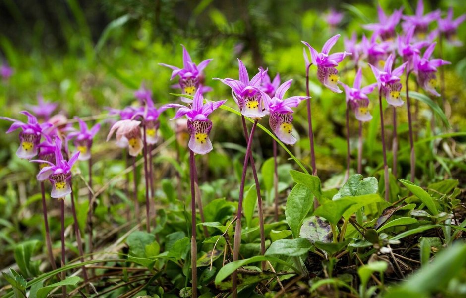 Орхидея Надбородник безлистный