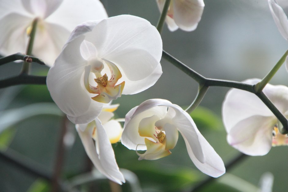 Орхидея distractions