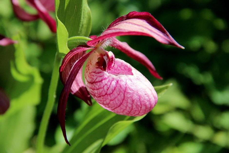 Дикая Орхидея Цимбидиум