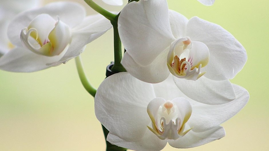 Белая Орхидея (2018) White Orchid