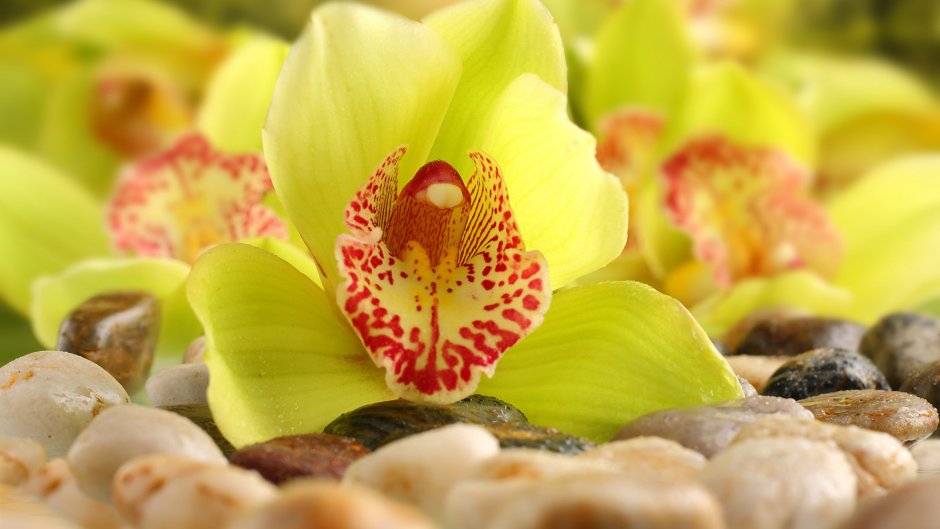 Красивые обои на рабочий стол орхидеи