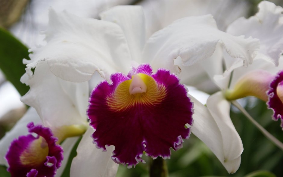 Орхидея махровая