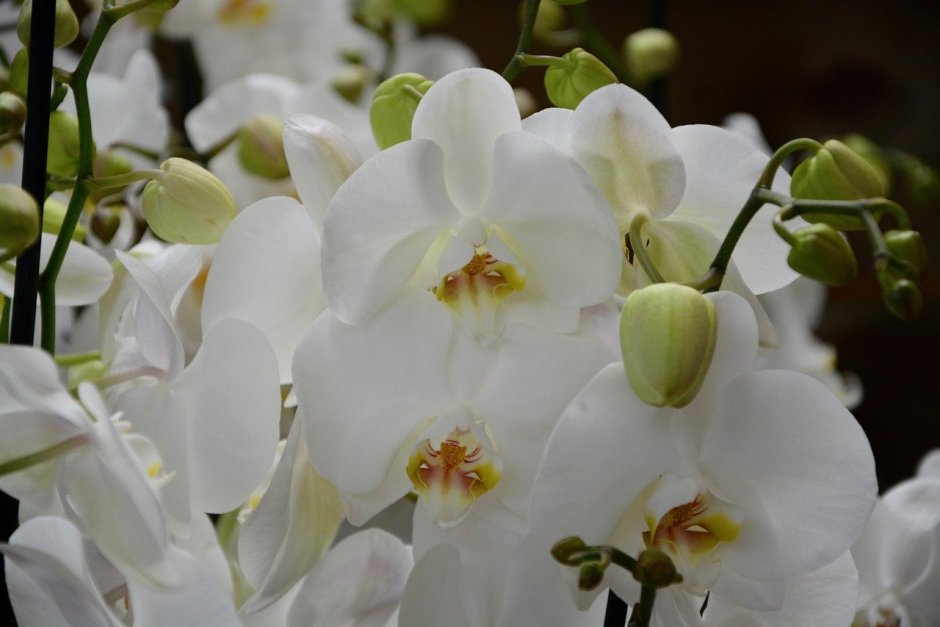 Орхидея белая Гранди