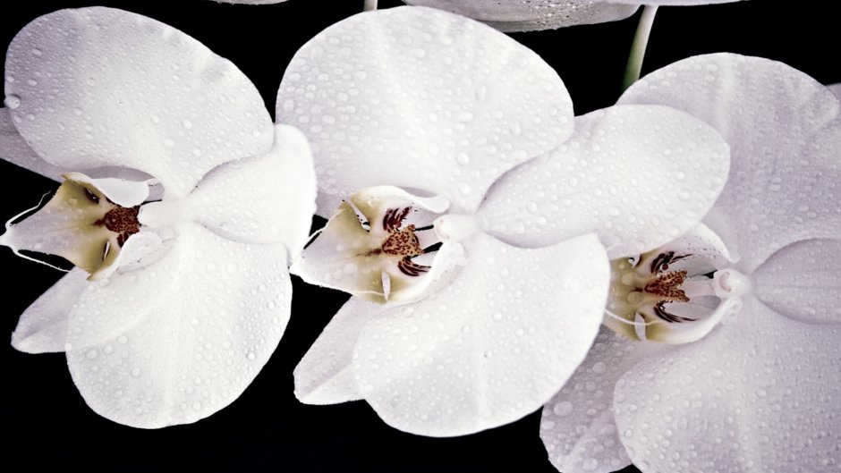 Орхидея Сапорита