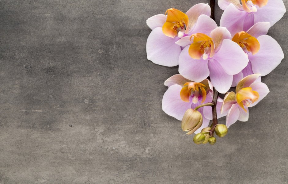Орхидея на розовом фоне
