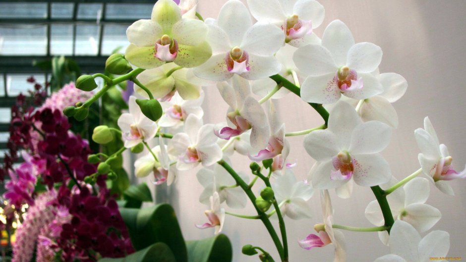 Орхидея фаленопсис Катрина
