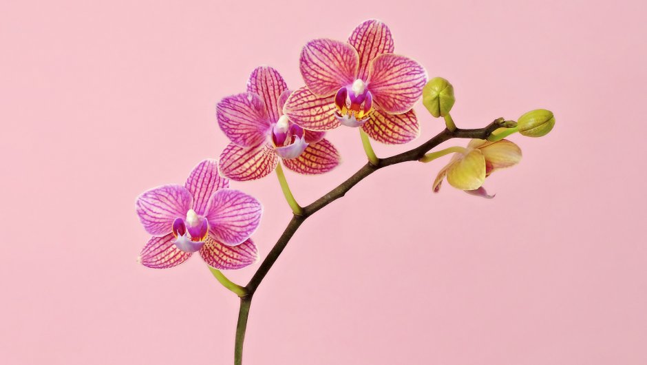 Обои на рабочий стол цветы орхидеи