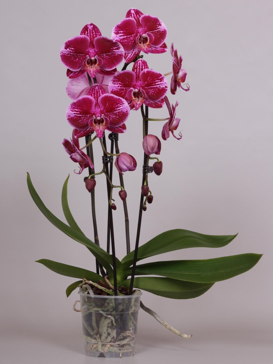 Орхидея фаленопсис Fortune Teller