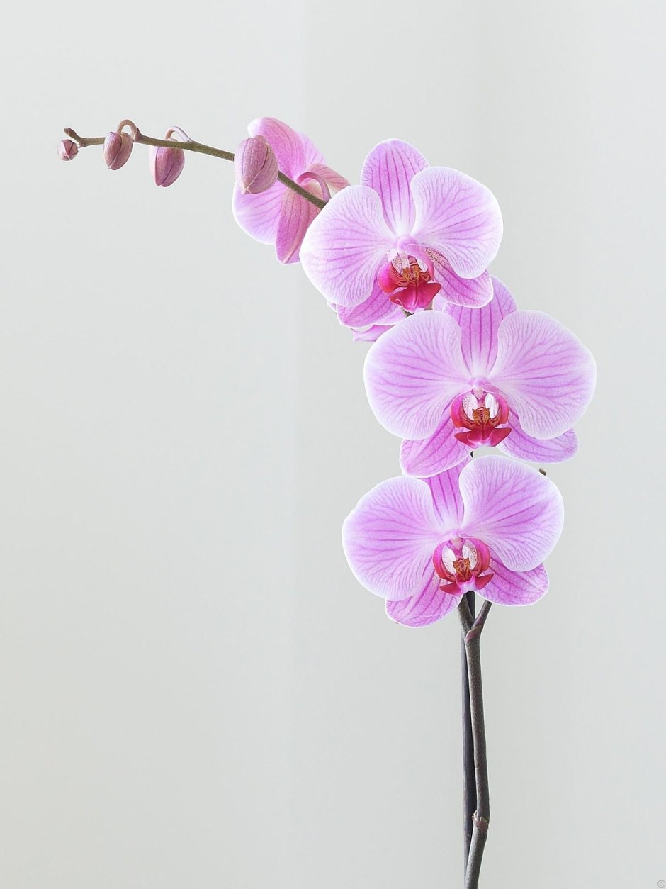 Орхидея Даниэла